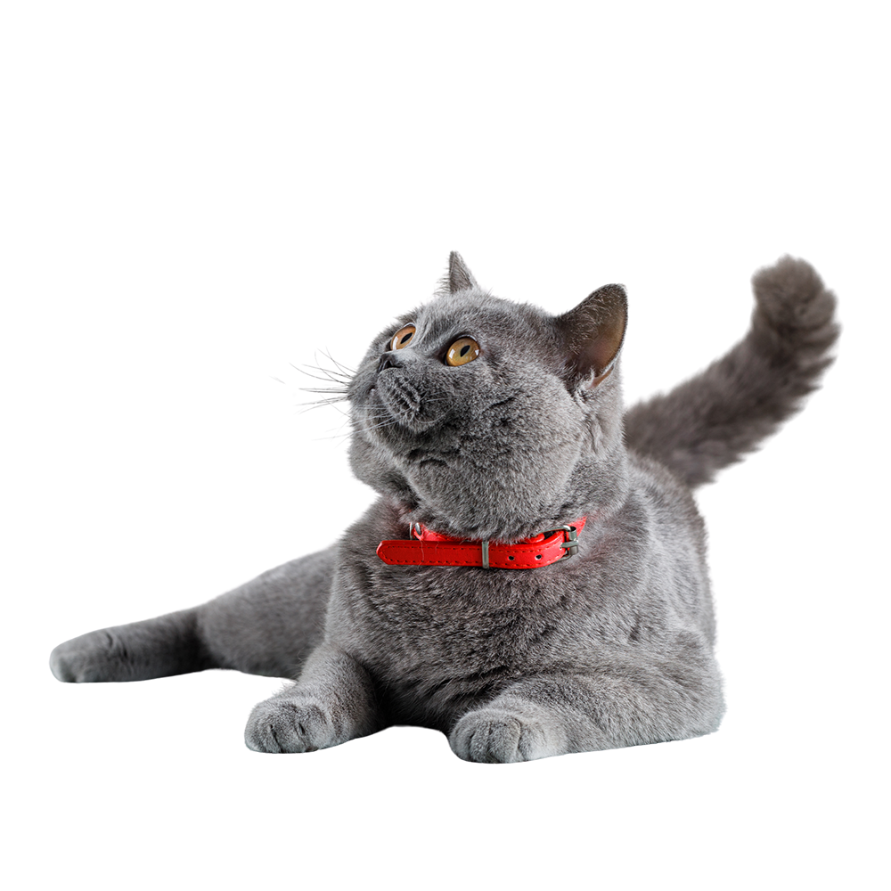 A pet crowned by love — Crown Pet